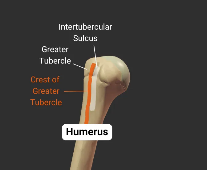 Tubercles - anterior - isolated